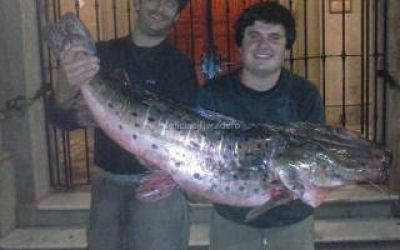 Baradero: Pescaron un surub� de 23 kilos