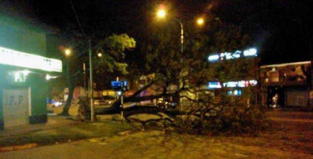 Fuertes r�fagas de viento dejaron varios �rboles ca�dos en Tucum�n