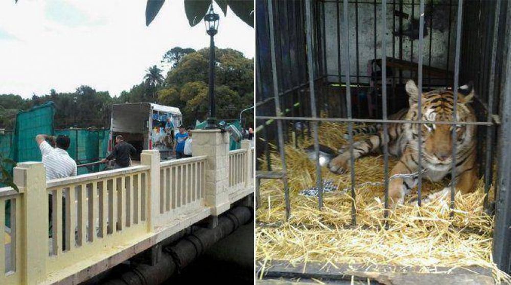 Un tigre, la nueva manzana de la discordia entre sciolistas y massistas