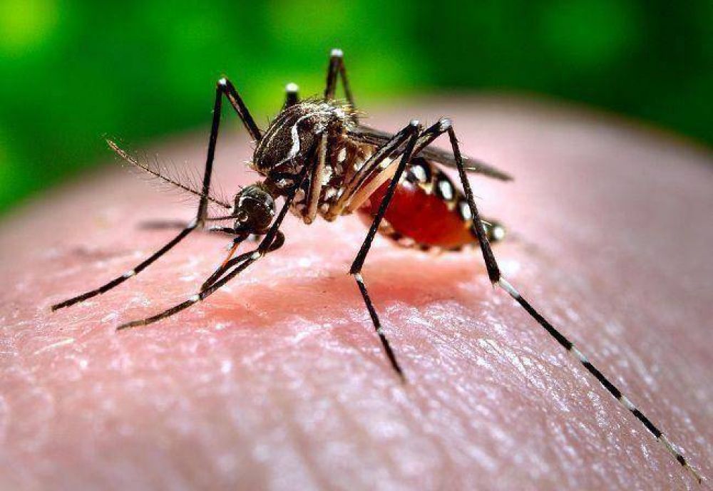 Alerta regional por dengue y chikungunya