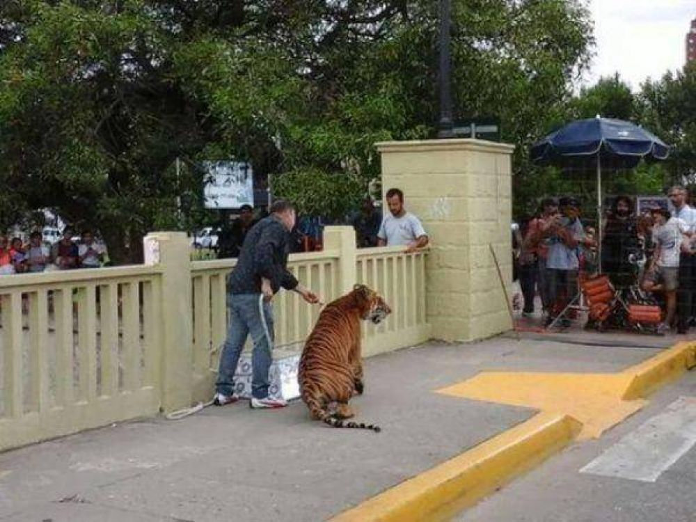 Massa en infracci�n por usar tigres