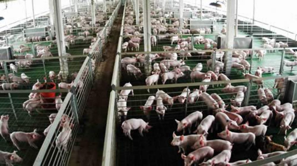 Se radicar una empresa de cra de cerdos que invertir cincuenta millones de pesos