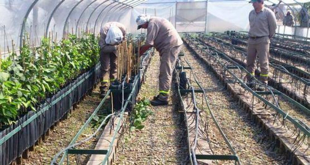Senasa destruy� m�s de 4 mil plantas c�tricas en un vivero