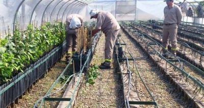 Senasa destruy� m�s de 4 mil plantas c�tricas en un vivero