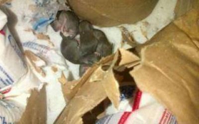 La Plata: Empleado de mayorista fue internado por posible caso de hantavirus