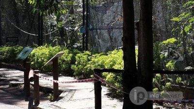 Se robaron cuatro monos del ZOO: El lugar es 