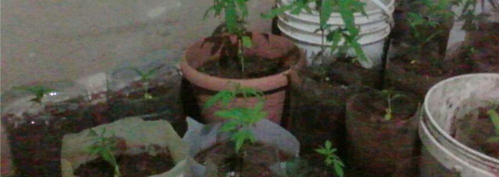 Encuentran 52 plantines de Cannabis en un matorral de Chamical