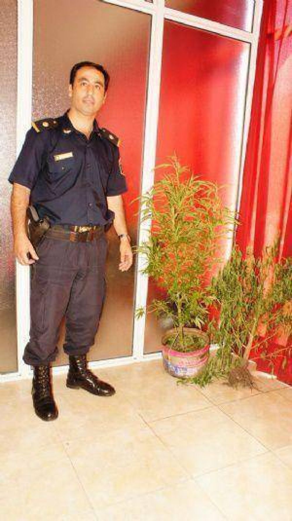Incautan dos plantas de marihuana y hay tres aprehendidos