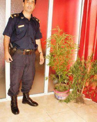 Incautan dos plantas de marihuana y hay tres aprehendidos