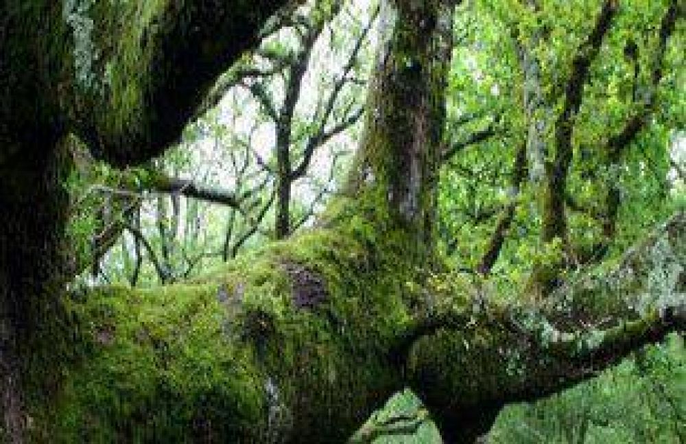 El Cofema acord la creacin del Fondo Fiduciario para Bosques Nativos