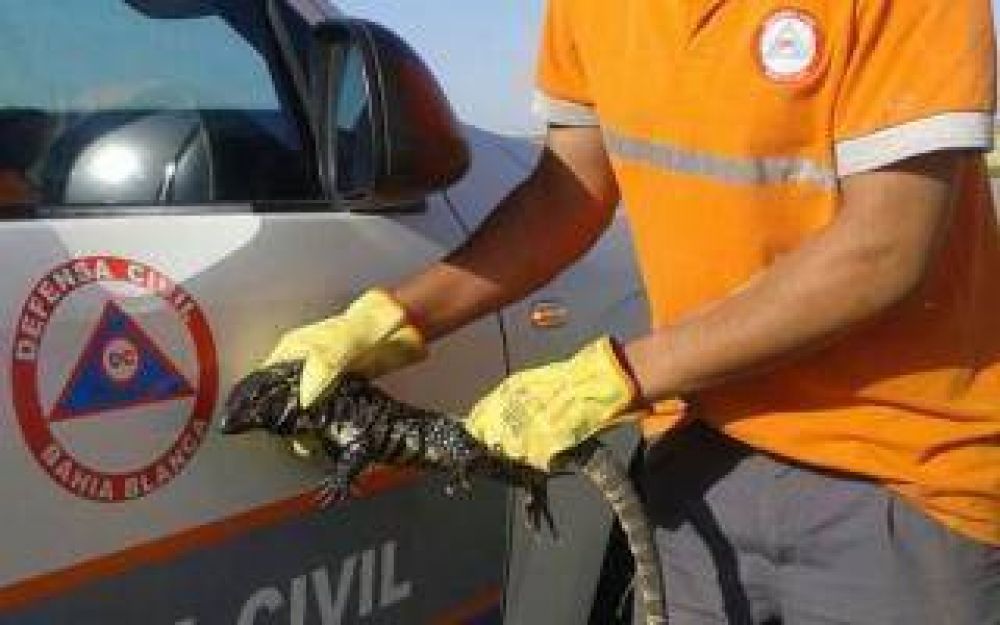 Bah�a Blanca: Encontr� un lagarto en el patio de su casa
