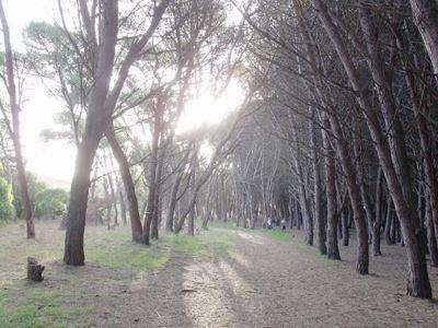 Acordaron un fondo fiduciario para proteger bosques nativos