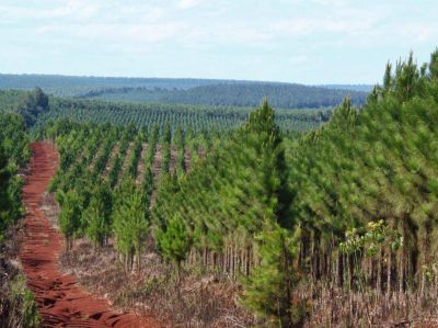 M�s de 14 millones de pesos en pago de planes forestales