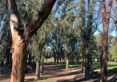 Recomendaron retirar los eucaliptos del Parque de Mayo: 
