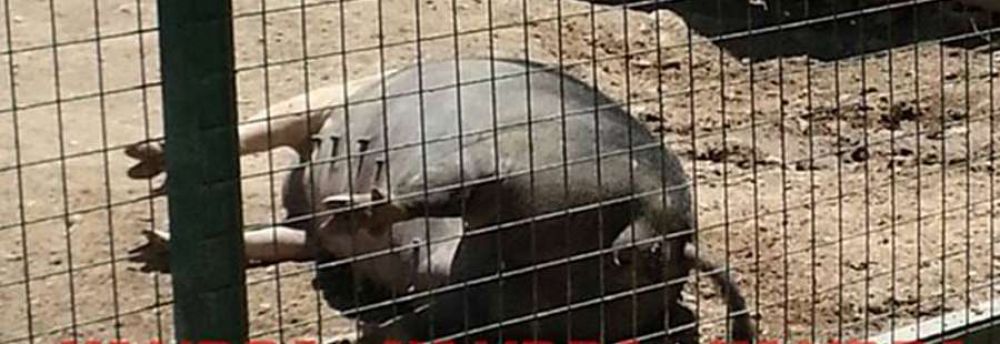 Por las muertes reiteradas de animales, piden el cierre del Zoo Yastay