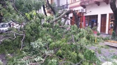 El temporal tuvo r�fagas de casi 120 km/h, cayeron 200 �rboles y hubo cinco heridos