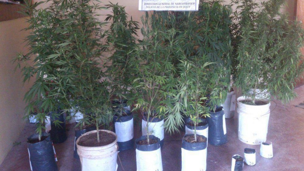 Secuestraron 28 plantas de marihuana