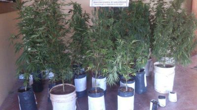 Secuestraron 28 plantas de marihuana
