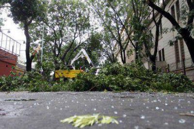 Ca�da de �rboles, un problema sin soluci�n en el corto plazo