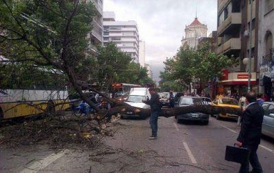 Cay� un �rbol en el centro de C�rdoba y hubo caos vehicular