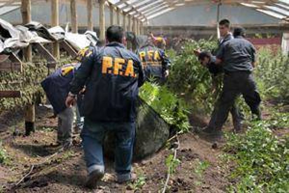 Entre tomates y morrones, hallan m�s de 2500 plantas de marihuana