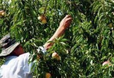 Libran orden de detenci�n para titular de campo donde hab�a trabajadores esclavos