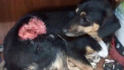 Pegaron pirotecnia en el lomo de una perra y la estallaron