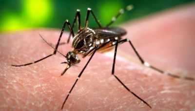 Chikungu�a: ya son seis los casos confirmados en C�rdoba