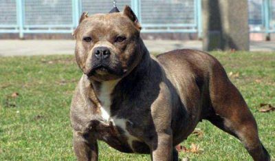 Mat� a su vecino porque su pitbull hab�a atacado al caniche de su novia