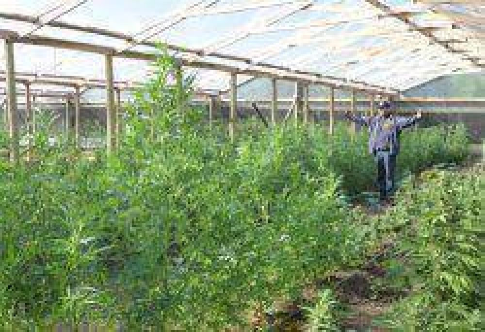 Correntinos cultivaban marihuana en plantaciones de tomates y morrones