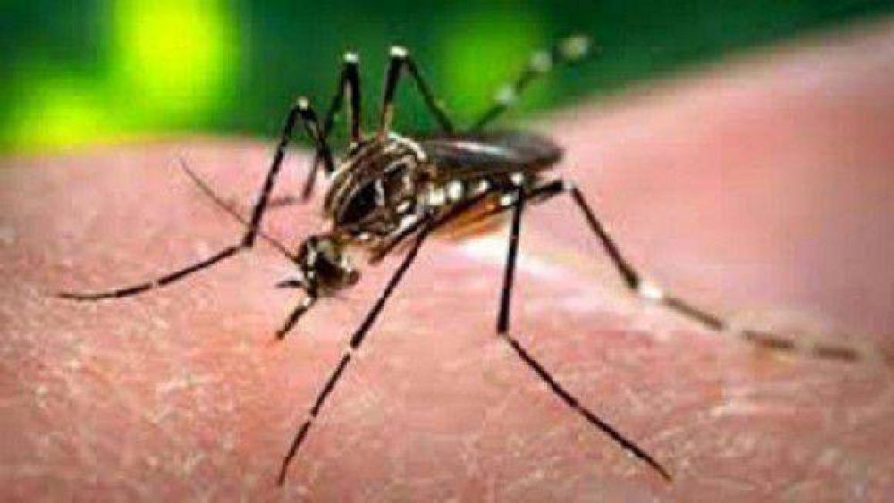 Se confirm el primer caso importado de Chikungunya