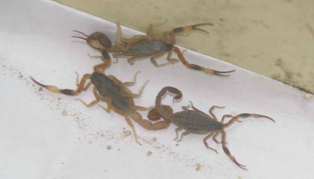 Alacranes: los m�s peligrosos est�n en la ciudad de C�rdoba