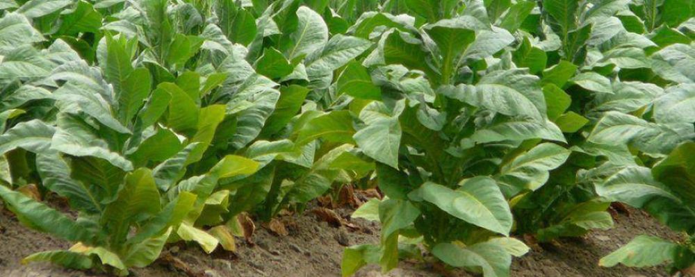 NO HABR� AUMENTO EN EL TABACO HASTA ENERO