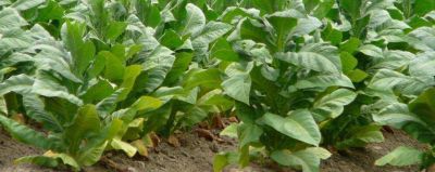 NO HABR� AUMENTO EN EL TABACO HASTA ENERO
