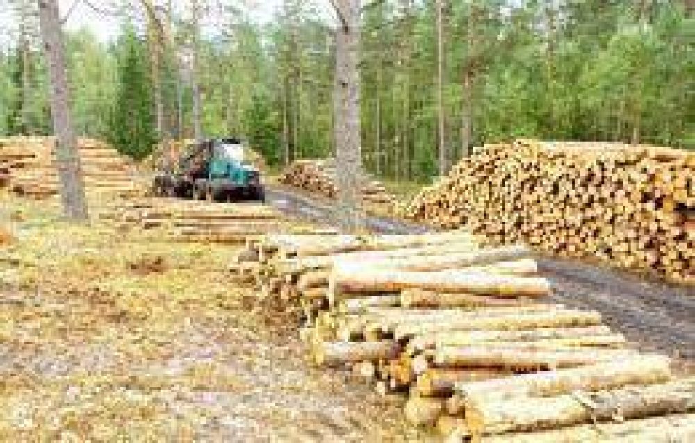 Se destinarn 15 millones de dlares a industrias forestales de la provincia