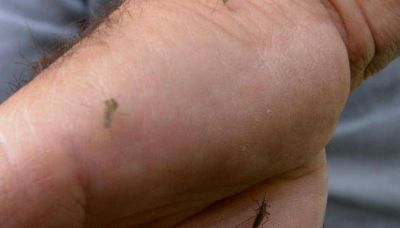 Detectan aumento en la cantidad de �Aedes�