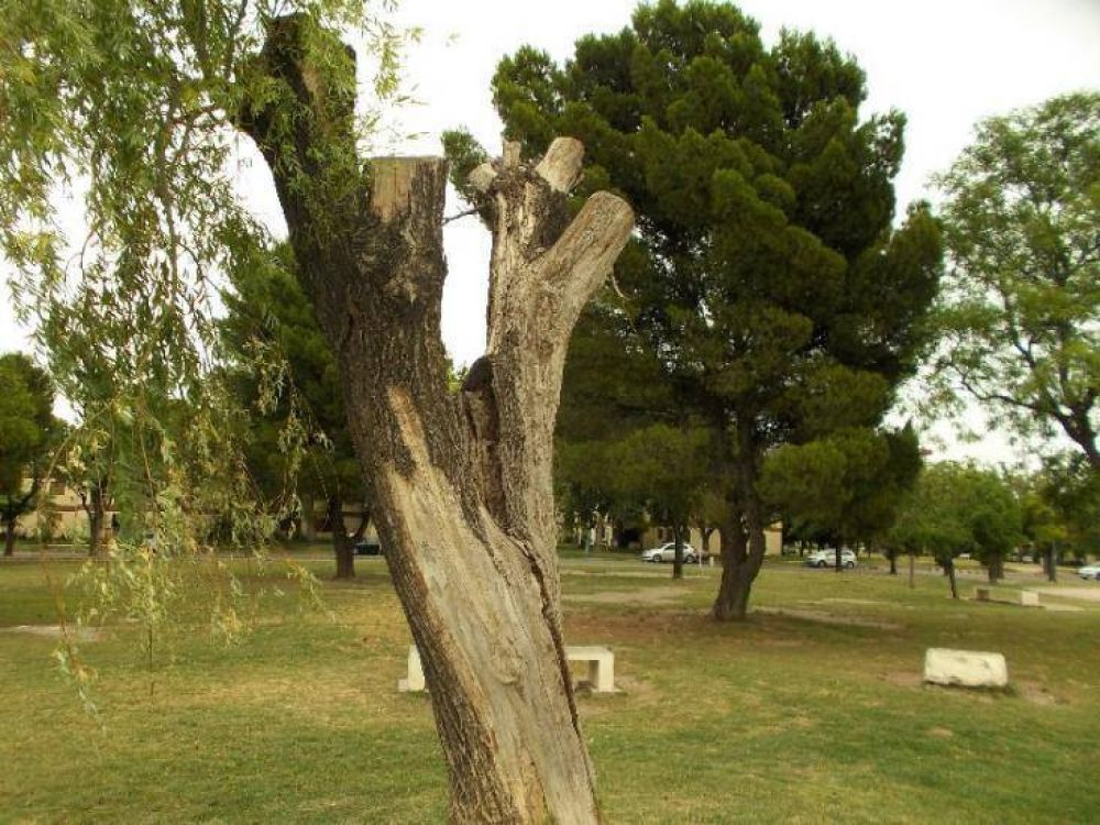 Vecinos se quejan por la tala de �rboles en el Parque de Mayo