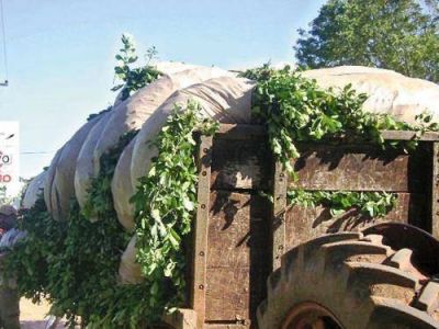 Yerba mate: la Secretar�a de Agricultura fij� en 3,95 el kilo de hoja verde y 14,60 el de canchada