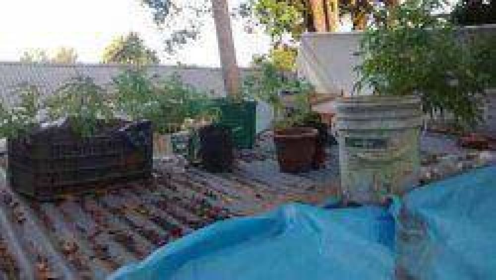 Allanan una casa, encuentran 11 plantas de marihuana y detienen a 8 j�venes