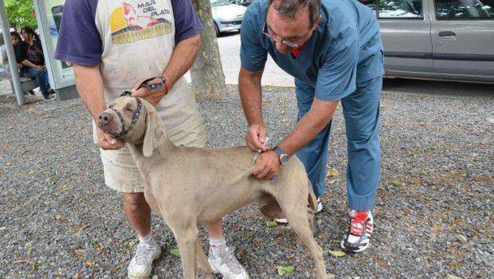 Salud municipal realiz� m�s de 13 mil cirug�as de esterilizaci�n a mascotas durante este a�o