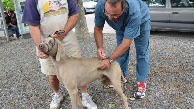 Salud municipal realiz� m�s de 13 mil cirug�as de esterilizaci�n a mascotas durante este a�o