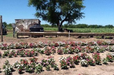 Generaron en la provincia medicaci�n oncol�gica a partir de una planta