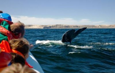 Casi 100.000 turistas realizaron el avistaje embarcado de ballenas en esta temporada 