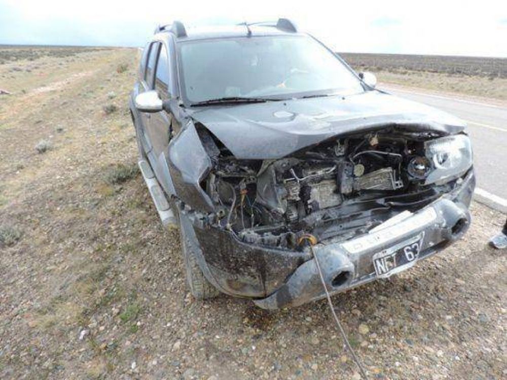 Un veh�culo colision� con un guanaco en la Ruta Nacional N�3