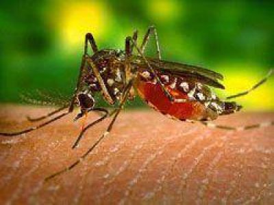 Recomendaciones para prevenir el Chikungunya