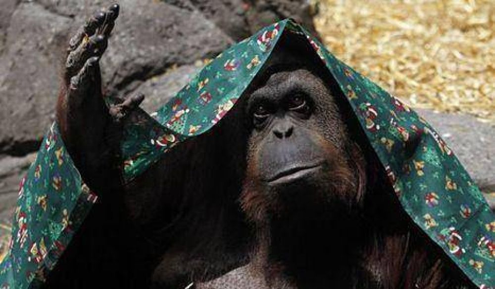 Sandra, la orangutana del zoo porte�o podr� vivir en libertad