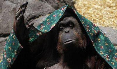 Sandra, la orangutana del zoo porte�o podr� vivir en libertad
