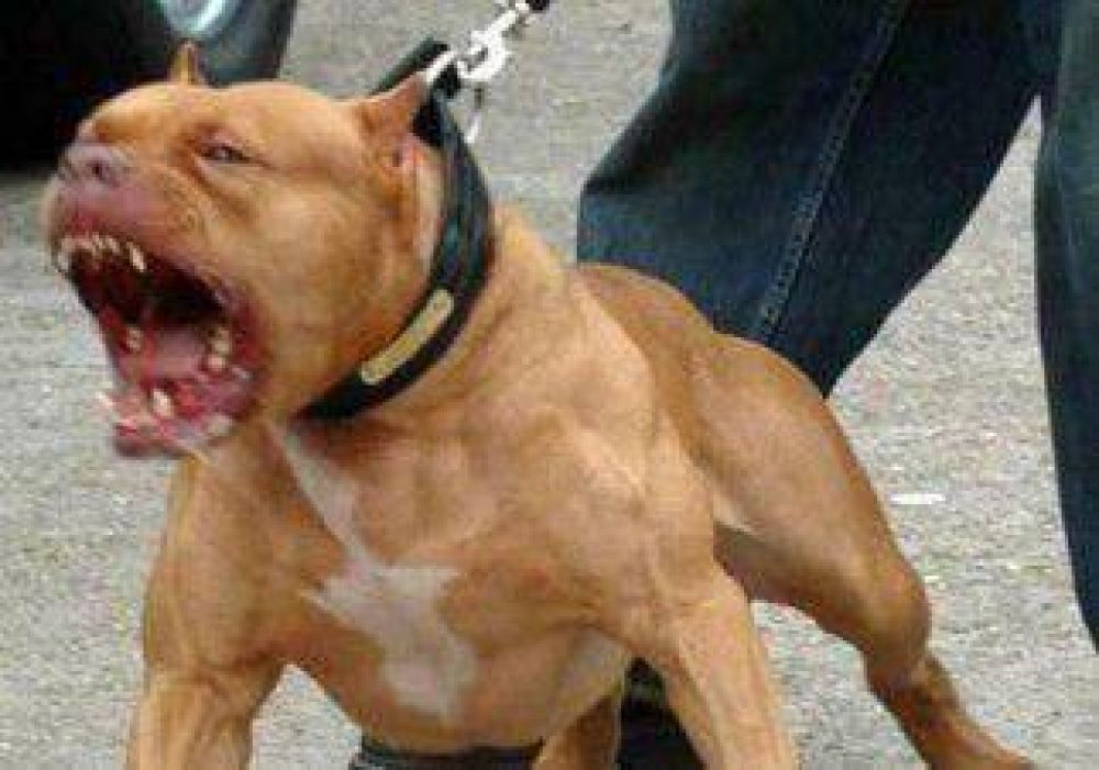 Disfrutaba de una tarde en el r�o y lo mordi� su propio perro 