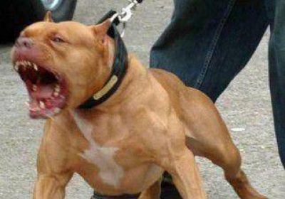 Disfrutaba de una tarde en el r�o y lo mordi� su propio perro 