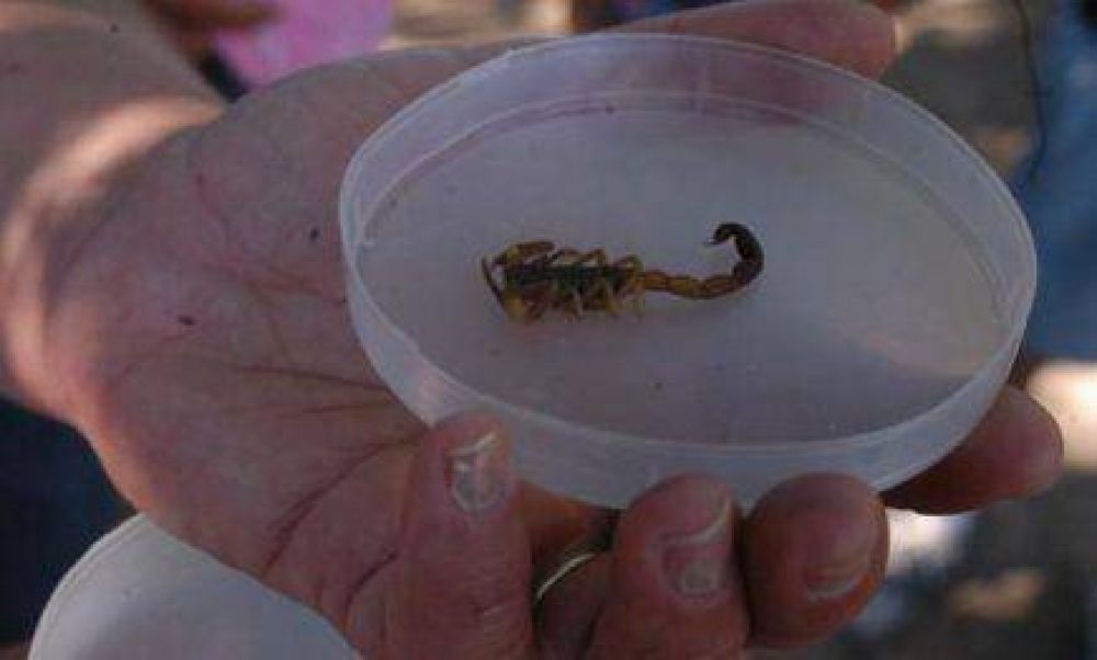 Este a�o se registraron 115 casos por picaduras de alacranes y dan a conocer medidas de prevenci�n
